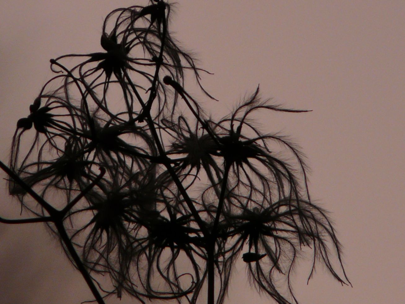 herbes
